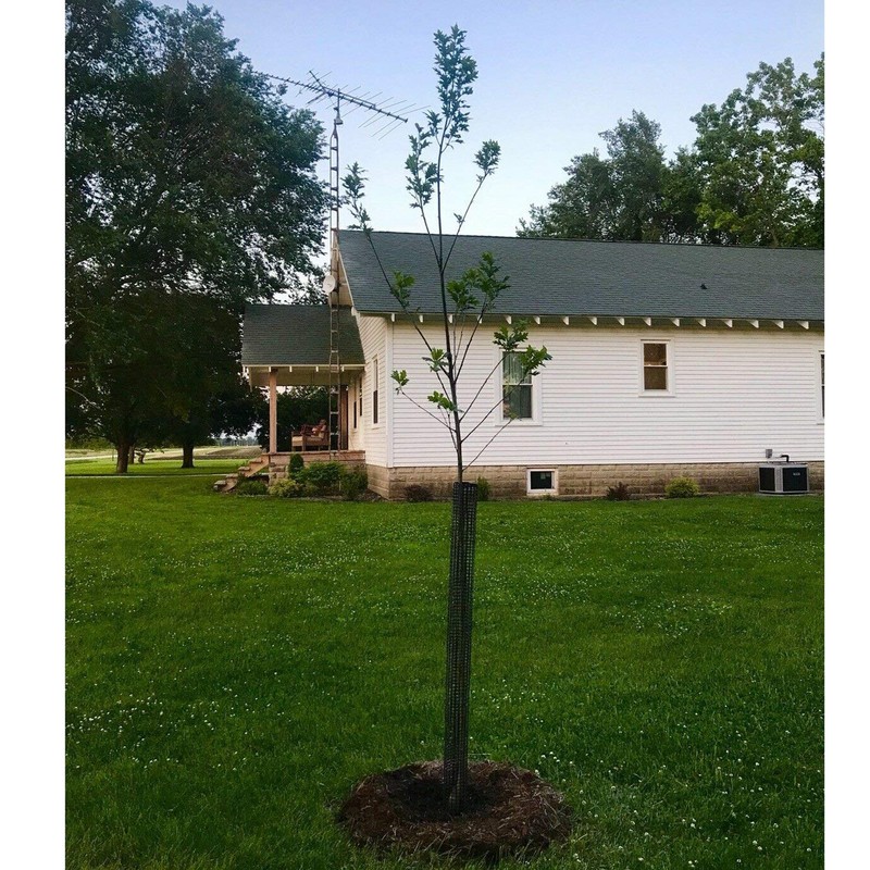 Voglund Nursery Mesh Tree Bark Protector Guard 24 Inches Tall