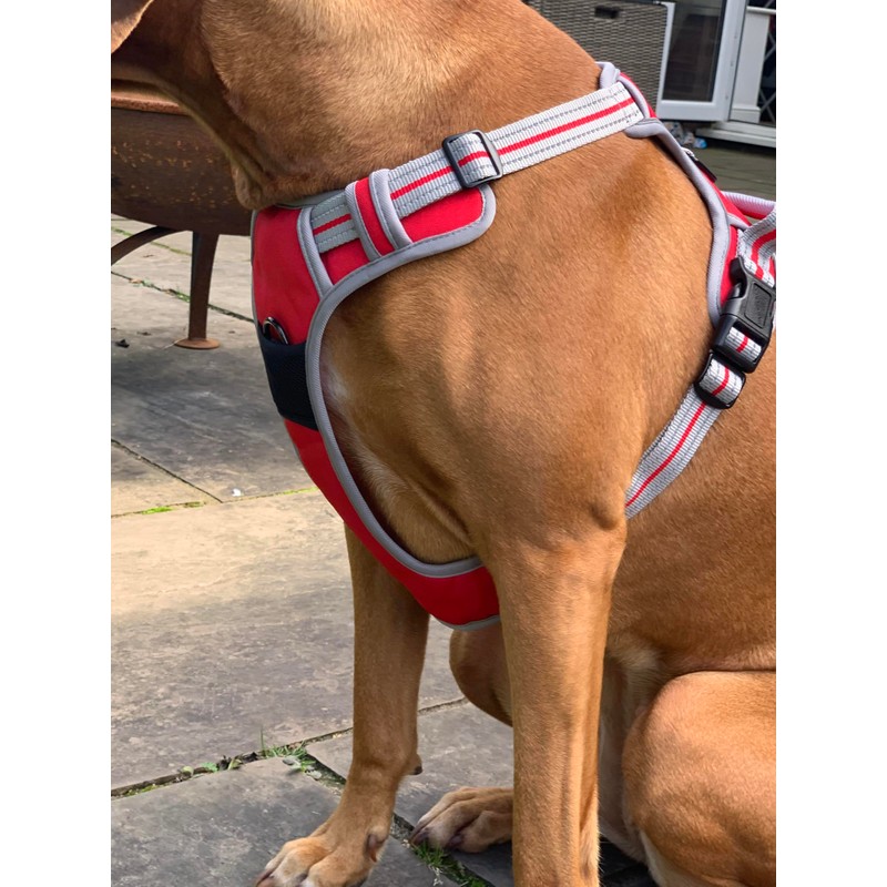 Hem and Boo Dog Harness, Sport Style, Orange, S, No-pull