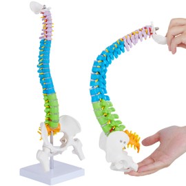 Mini Spine Anatomy Model - 15.5’’ Flexible Miniature Human Color Spine Model with All Nerves for Medical Learning - Vertebra Spine Model for Instruction Teaching, Study and Display