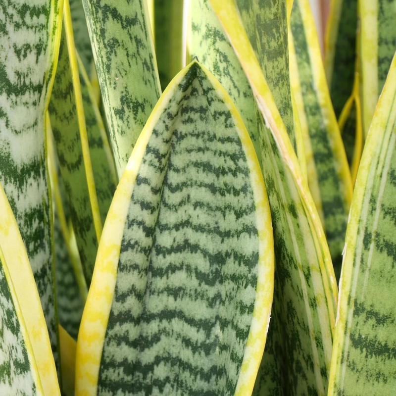Planta Sansevieria Zeylanica Resistente Para Interiores Lengua De Suegra