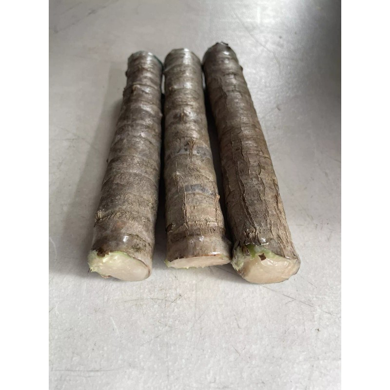 Hawaiian Green Ti Leaf Fresh Cuttings 6inch Starter Logs x3
