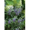 Beyond Midnight® Bluebeard - 4" Pot - Caryopteris - Proven