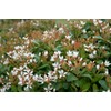 Indian Hawthorn - 30 Live Plants - Rhaphiolepis Indica Alba