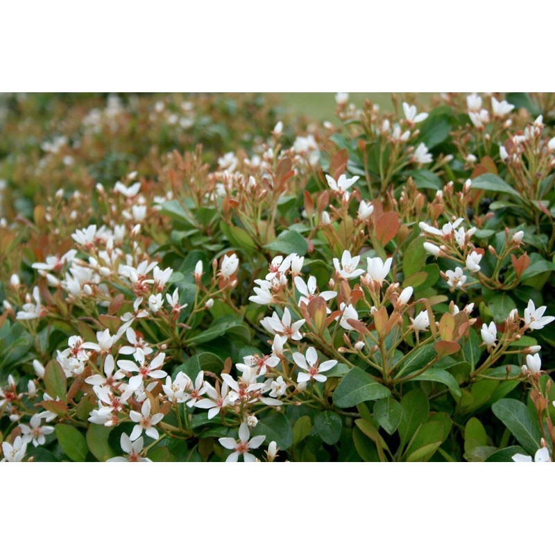 Indian Hawthorn - 30 Live Plants - Rhaphiolepis Indica Alba