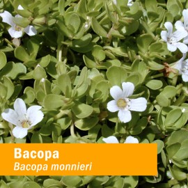 Herb Pharm Herbs on the Go Portable Spray, Everyday Focus, 1 Fl Oz