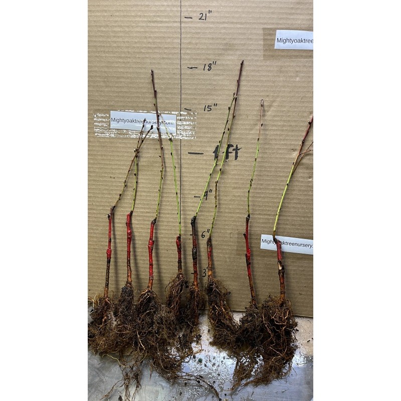 live plant Red Baron Peach Tree 6-12” tall, Fruit Tree-