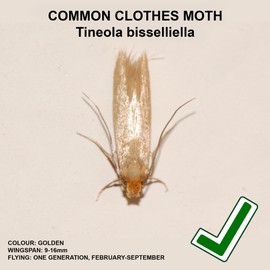 Entopest 9 -Pack Clothes Moth Monitoring Peds – Refill for Room & Wardrobe Hanger Units – For Detection of Tineola bisselliella