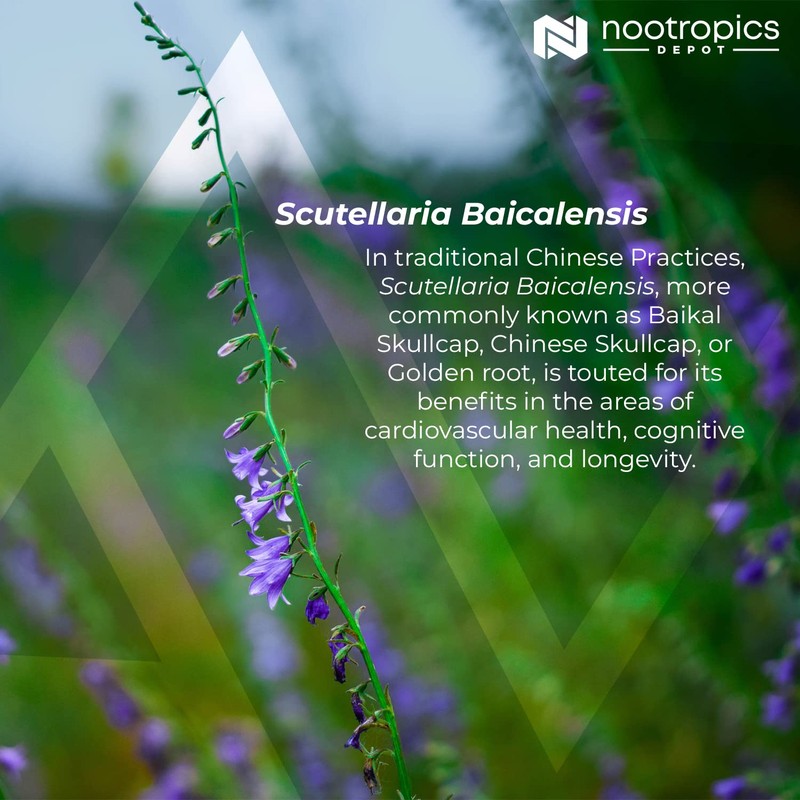 Nootropics Depot Baikal Skullcap Extract Tablets | 250mg | 60