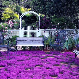 20000+ Magic Purple Creeping Thyme Seeds for Planting Ground Cover Plants Heirloom Flowers Perennial Thyme Non-GMO Thymus Serpyllum Seed