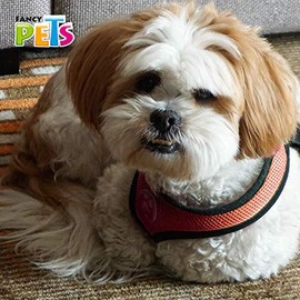 Fancy Pets TX40713 Arnes de Malla, tamaño Med