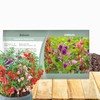 Outsidepride Balsam Impatiens Flower Seeds - 500 Pcs Annual, Compact