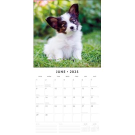 Red Robin 2025 Cute Puppies Monthly Wall Calendar | 12" x 24" Open | Premium Thick & Sturdy Paper | Hangable 12 Month Calendar | Plastic Free | 4 Month Transition Page for 2024