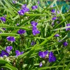 Outsidepride Spiderwort Seeds - 2000 Pcs. Perennial, Drought Tolerant &