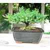 Live Dwarf Juniper Bonsai Tree | Indoor/Outdoor | 100% Handcrafted|