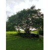 Tree 20 Fresh Cuttings White Crepe Myrtle Crape Tree South