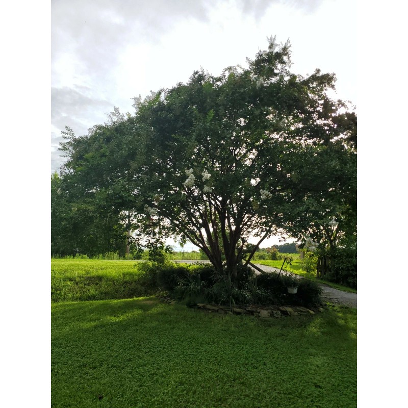 Tree 20 Fresh Cuttings White Crepe Myrtle Crape Tree South