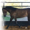Professional's Choice Lunging Buddy