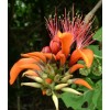 Erythrina variegata | Thorny Dadap | Easter Flower |Indian Coral