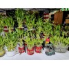 Lucky Bamboo 10 LUCKY BAMBOO PLANTS 4" Free Butterfly Stake,