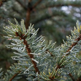 Aromatics International Sitka Spruce Essential Oil 15ml