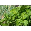 Shiso Seeds, Pack of 1500+ Perilla Seeds for Planting