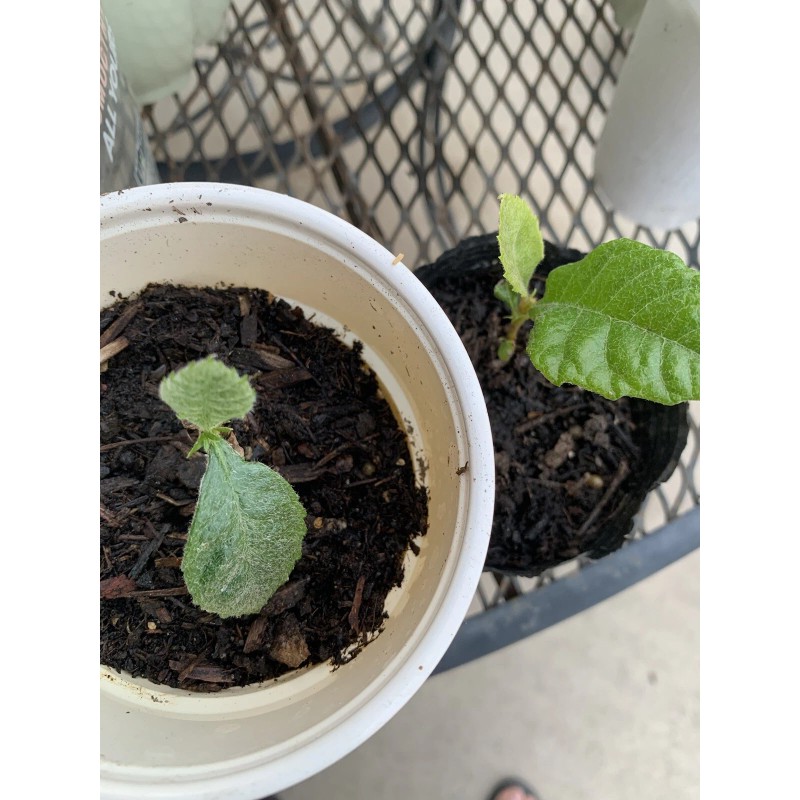 Tree 2 LOQUAT FRUIT TREE 3-6 Months Old Tree 2/3”