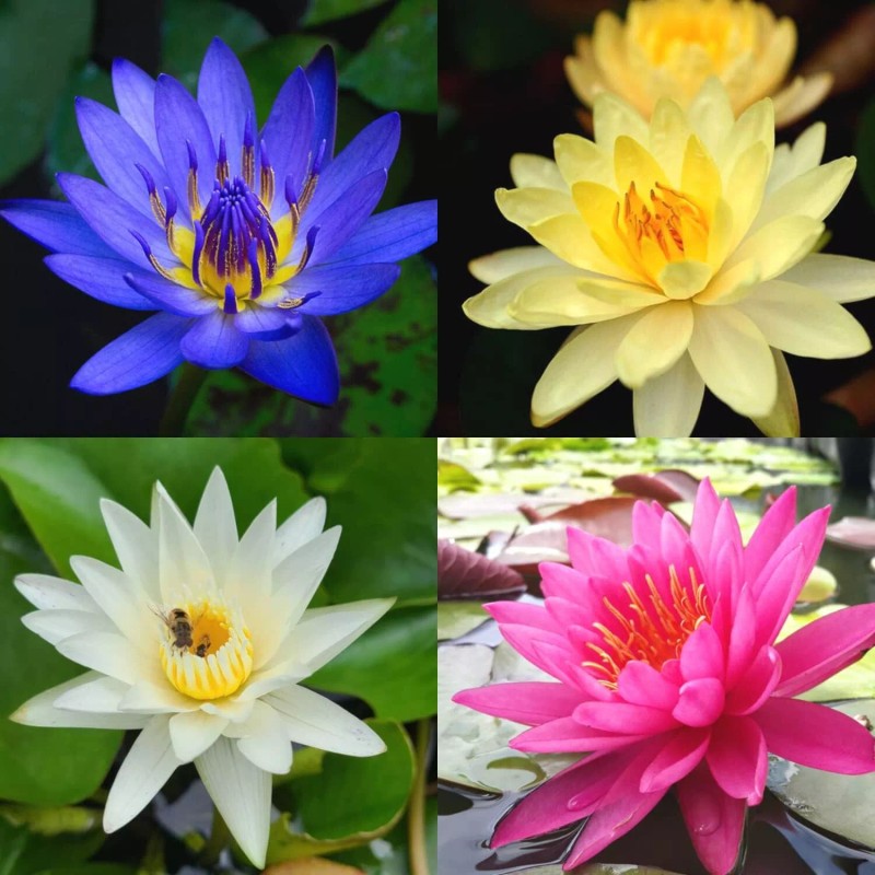 4 Pack Live Water Lily Tubers Plants Colorful Pond Freshwater