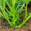 VISTATU 2000+ Kong Xin CAI Vegetable Seeds Water Spinach Kangkong