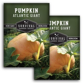 Atlantic Giant Pumpkin Seeds for Planting - 2 Packets with Instructions to Plant & Grow Award Winning Extremely Big Pumpkins in Your Home Garden - Non-GMO Heirloom Variety - Survival Garden Seeds