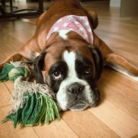 Mr. & Mrs. Panda Hundehalstuch S Einhorn Schwein - Geschenk, Pig, Geschenk, Piggy, klein, Unicorn, Einhörner, Einhorn Deko, kleine Hunde