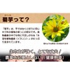 Japanese Chrysanthemum Potato Powder, 3.5 oz (100 g)