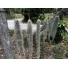 Photon Reef Live Flowering Spanish Moss Hanging on Oak Branch