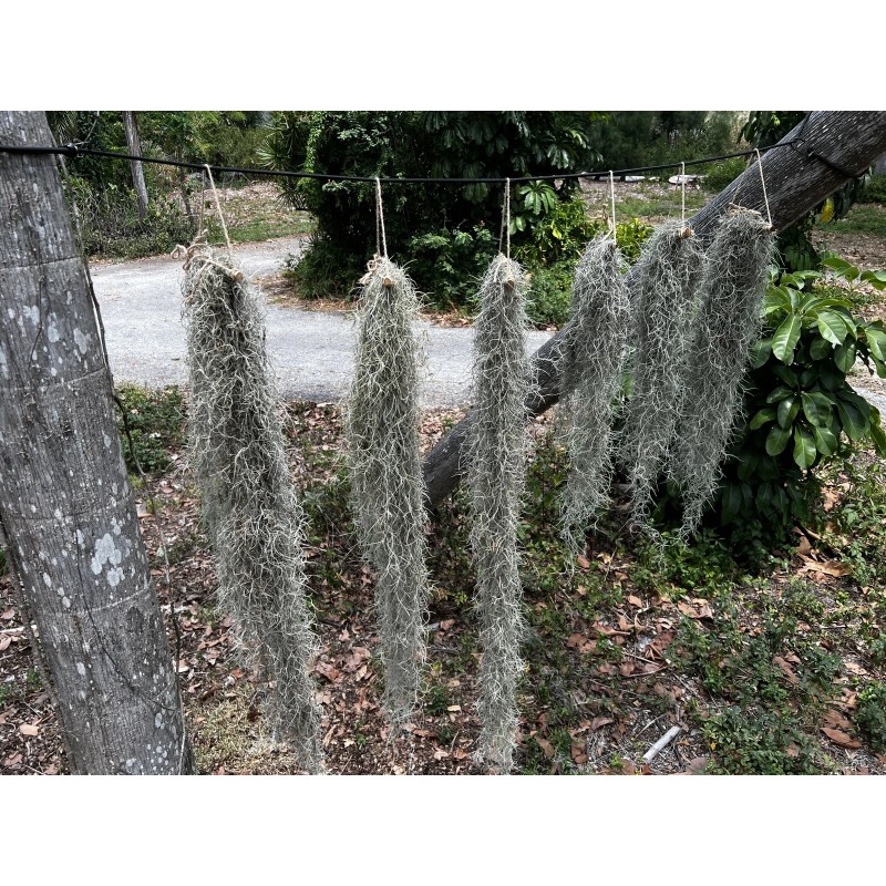 Photon Reef Live Flowering Spanish Moss Hanging on Oak Branch