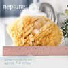 Neptune Caribbean Sea Sponge 2 Pack, Extra Large, Approx. 7-8