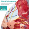 LVCHEN Face Head Muscle Model - Human Half Head &