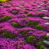 2000+ Mixed Creeping Thyme Seeds Colorful Ground Cover (Blue, Purple,