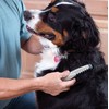 Allstar HI KN124 Knot Out Electric Pet Grooming Comb, Black/Grey
