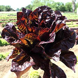 Red Romaine Lettuce - 1 OZ ~25,000 Seeds - Heirloom, Open Pollinated, Non-GMO, Farm & Vegetable Gardening Seeds