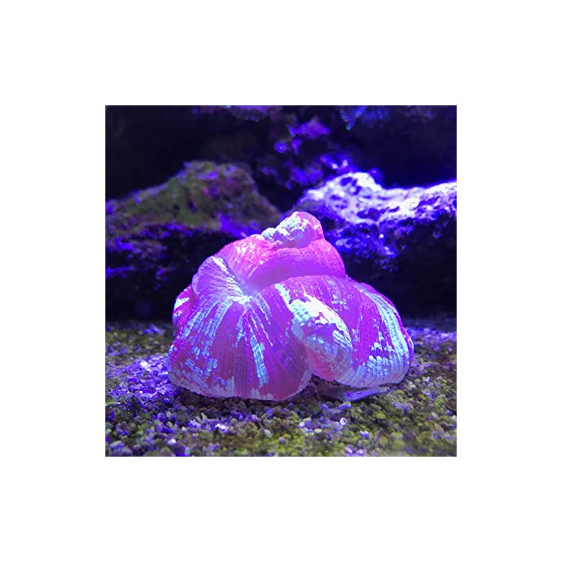 Seachem Reef Buffer, 50 g
