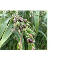 Ocha no Maruko Hato Barley Tea Made in Japan, 0.2 oz (7 g) x 24 Packets