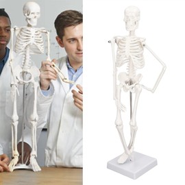 Tyenaza Spine Model, Scientific Human Spine Model, 45 cm Life-Size Removable Flexible Spinal Cord Model for Skeletal Study Teaching (Full Body Model)