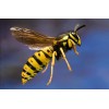 24 Wet REAL Bees YELLOW JACKET WASP V Pensylanica Wet