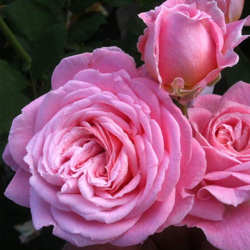 Heirloom Roses Rose Plant - Parfuma® Summer Romance Pink Rose
