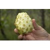 Noni Honey - 100% Pure, Raw, Unfiltered, Unprocessed - 12oz