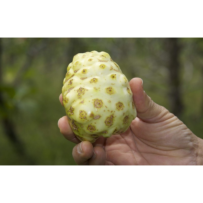 Noni Honey - 100% Pure, Raw, Unfiltered, Unprocessed - 12oz