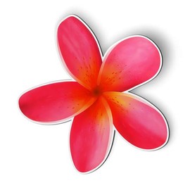 Plumeria Hawaiian Flower Tropical - Magnet - Car Fridge Locker - 5.5"