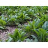 Catskills Comfrey Devil's Claw, 2oz: for joint discomfort: devil's claw