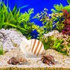 LIOOBO Hermit Crab Shells: 6Pcs Hermit Crab Conch Shells, Sea