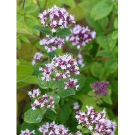 Earthcare Seeds Oregano Common Italian 1000 Seeds (Origanum vulgare) Heirloom - Open Pollinated