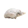 Anatomy Lab Sheep Brain Dissection Kit with Scalpel Dissection Guide